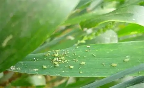 小麦蚜虫